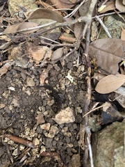Sphaerodactylus sputator
