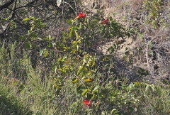 Amphilophium buccinatorium