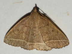 Zanclognatha marcidilinea