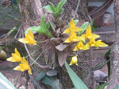 Lycaste