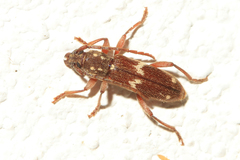 Anelaphus undulatus