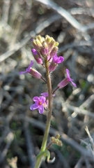 Boechera breweri