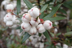 Gaultheria hispida