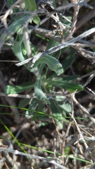 Boechera breweri