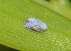 Neophyllaphis varicolor