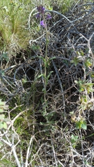 Boechera breweri