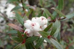 Gaultheria hispida