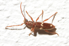 Anelaphus undulatus