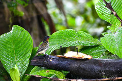 Ixothraupis rufigula