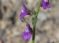 Sairocarpus pusillus