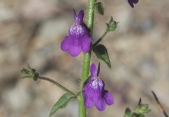 Sairocarpus pusillus