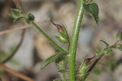 Sairocarpus pusillus