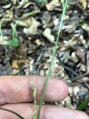Carex ignota