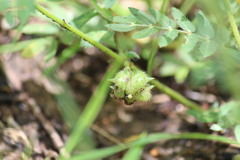 Tribulus terrestris terrestris