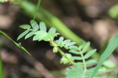 Tribulus terrestris terrestris