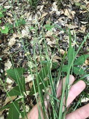 Carex ignota