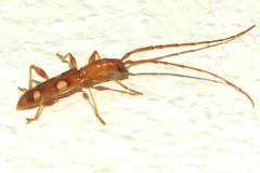 Neocompsa alacris
