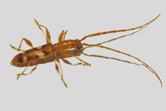 Neocompsa alacris