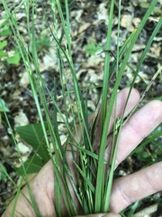 Carex ignota