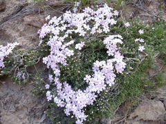 Phlox austromontana