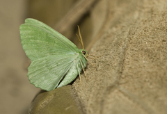 Geometra papilionaria