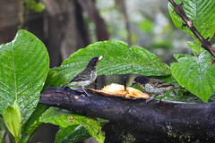 Ixothraupis rufigula