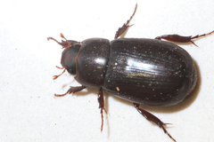 Dyscinetus laevipunctatus