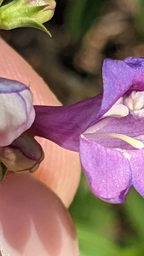 Image of Leonard's Beardtongue (Penstemon leonardii) by (c) Darrin Gobble, some rights reserved (CC BY)