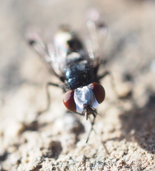 Sphenometopa fastuosa