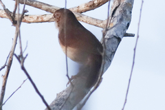 Troglodytes aedon beani