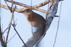 Troglodytes aedon beani