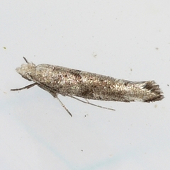 Zelleria celastrusella