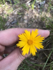 Coreopsis grandiflora inclinata