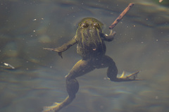 Lithobates chiricahuensis