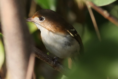 Vireo bairdi
