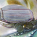 Pagurus hirsutiusculus - Photo (c) marlin harms, alguns direitos reservados (CC BY)