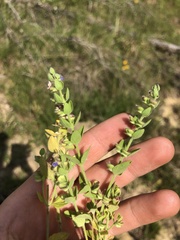 Scutellaria parvula australis