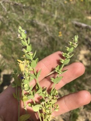 Scutellaria parvula australis