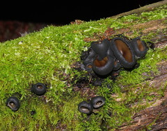 Urnula campylospora
