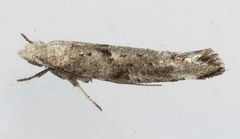 Zelleria celastrusella