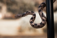 Telescopus fallax fallax