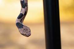 Telescopus fallax fallax