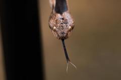 Telescopus fallax fallax