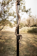 Telescopus fallax fallax