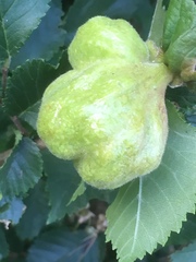 Eriosoma lanuginosum