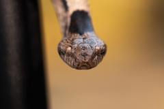 Telescopus fallax fallax