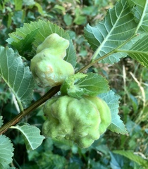 Eriosoma lanuginosum