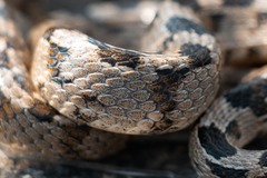 Telescopus fallax fallax