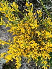 Genista hystrix