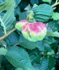 Eriosoma lanuginosum